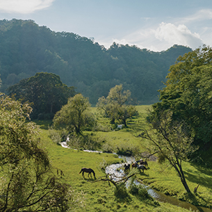 Horses graze in a large grassy field with many trees and a stream flowing through it. There are mountains in the background.