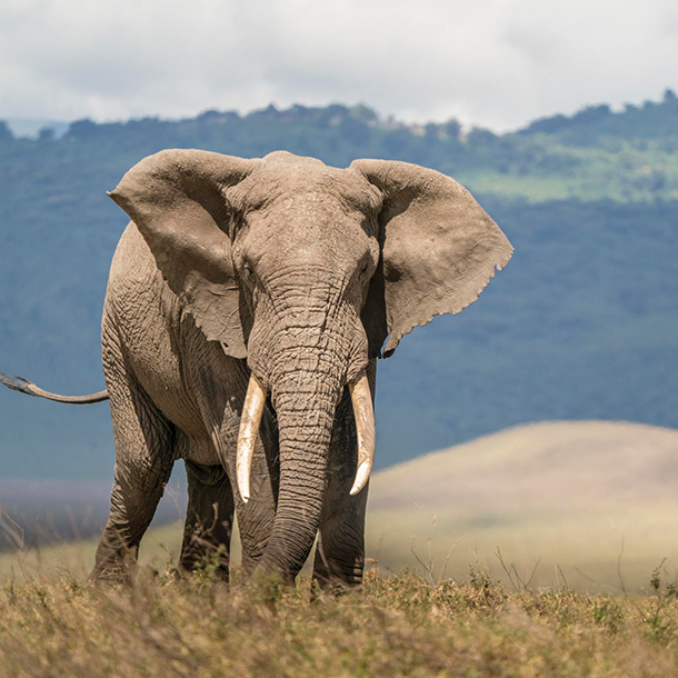 African elephant in Great Plains