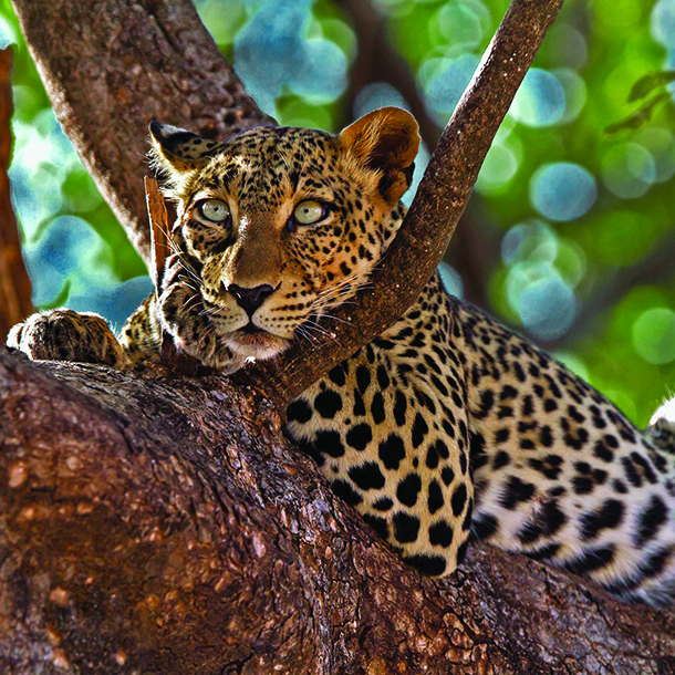 Closeup of African leopard laying on tree branch