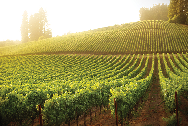 Beautiful French vineyard in Burgundy on a bright sunny day. The rows of healthy grape vines are growing on a hillside and are green and very leafy.