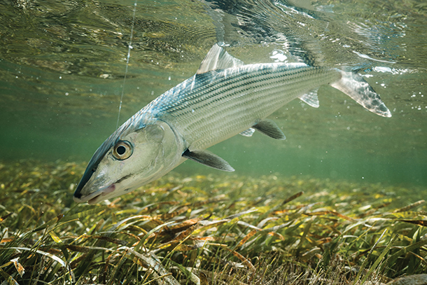 Close-up of a bonefish under water.