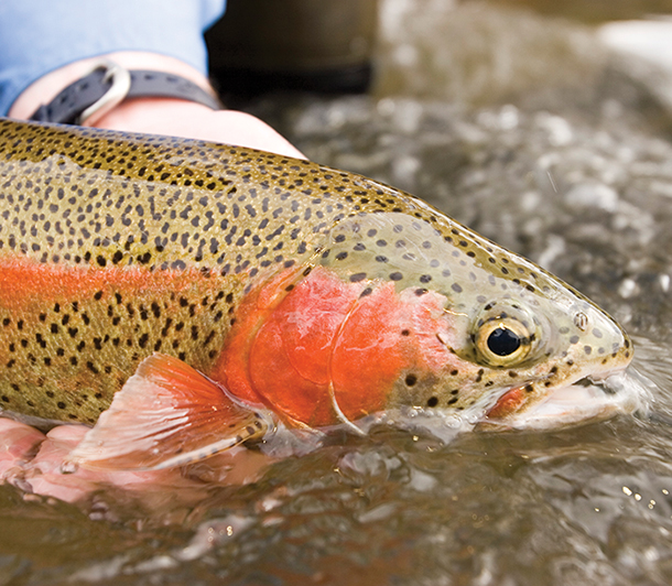 A close-up of a person’s hand holding a large rainbow trout in a stream.