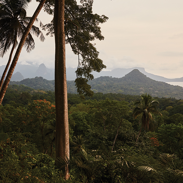 A scenic view of a lush rainforest with towering palm trees in the foreground. Rolling hills and mountains can be seen in the distance, with a calm ocean beyond. The sky is a soft, muted blue with hints of pink near the horizon.