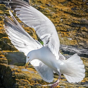 Close up of a European herring gull. It is a large white bird with a yellow bill and pink legs. It has black wingtips and the wings are spread wide open. It is standing on moss covered rocks.