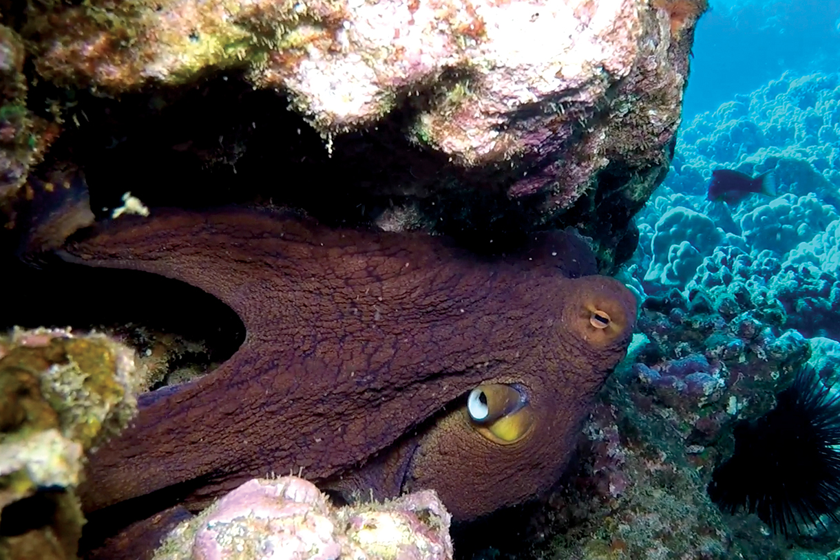 close-up photo of an octopus camouflaged against a rocky reef. The octopus has a brown body with white spots and its eyes are visible. 