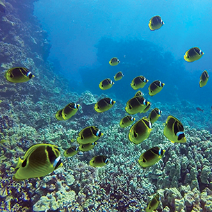 A large school of yellow and black butterfly fish swimming in a shallow coral reef. The water is clear and blue.