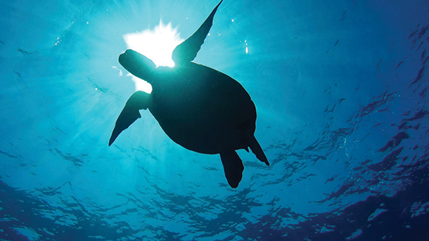 A silhouette of a sea turtle swimming in the blue ocean. The sun is shining brightly in the background, casting a shadow of the turtle on the water surface.