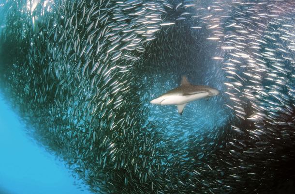 Africa’s Greatest Marine Migration Expedition